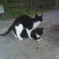 Huskat VRCL's Lille Mis *VÆK*