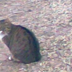 Blanding af racer barny