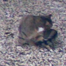 Blanding af racer barny