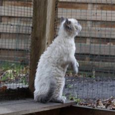 Selkirk Rex   Sunshine