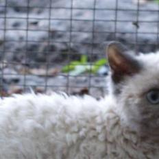 Selkirk Rex   Sunshine