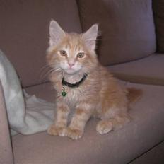 Maine Coon Basse (Joe)