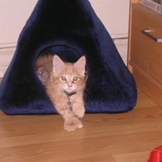 Maine Coon Basse (Joe)