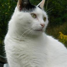 Huskat Alice>>--(¯`v´¯)-> 