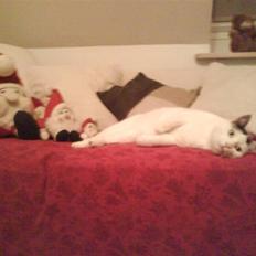 Huskat Alice>>--(¯`v´¯)-> 