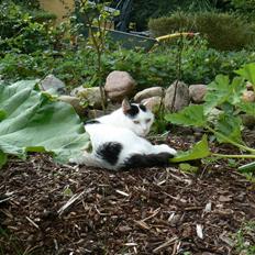 Huskat Alice>>--(¯`v´¯)-> 