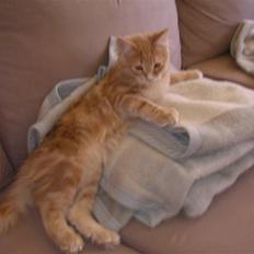 Maine Coon Basse (Joe)