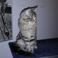 Maine Coon Chivas Regal