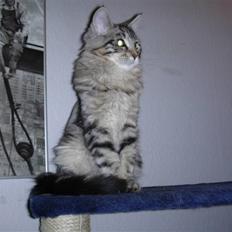 Maine Coon Chivas Regal