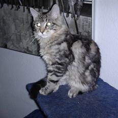 Maine Coon Chivas Regal