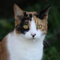 Blanding af racer Ginger