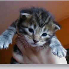 Maine Coon Maintain Hot Chocolade