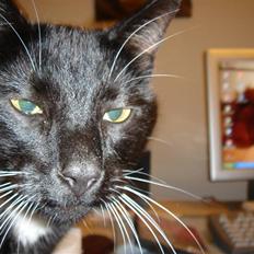 Blanding af racer Chili