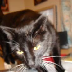 Blanding af racer Chili