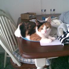 Blanding af racer lille-my