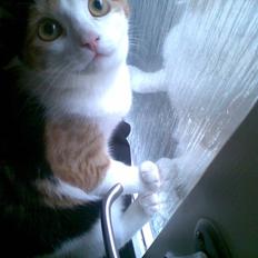 Blanding af racer lille-my