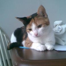 Blanding af racer lille-my