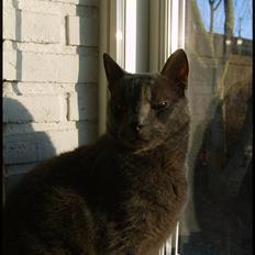 Blanding af racer Tulle <3