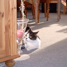 Blanding af racer Killer