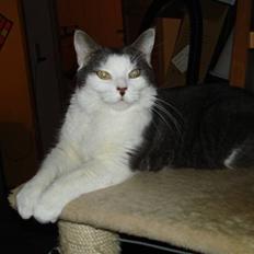 Blanding af racer Obelix