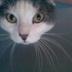 Blanding af racer Obelix