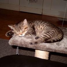 Blanding af racer Luna (NULLE)