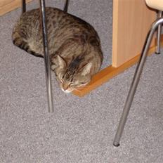 Blanding af racer Luna (NULLE)