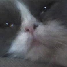 Perser Mathilte R.I.P