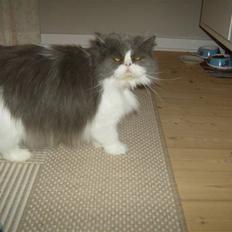 Perser Mathilte R.I.P