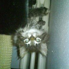 Blanding af racer Josefine