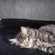 Blanding af racer Josefine