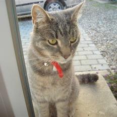 Huskat Gråmis (oude)