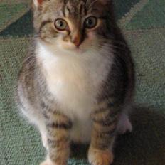 Blanding af racer Malou † 16/5 2008