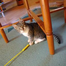 Blanding af racer Malou † 16/5 2008