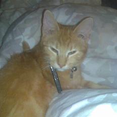 Huskat garfield ( er løbet væk)