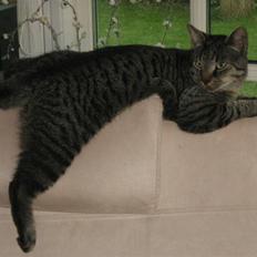 Blanding af racer Simba