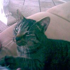 Blanding af racer Simba