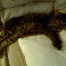 Blanding af racer Simba