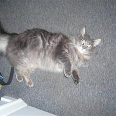 Maine Coon Jasmin