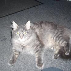 Maine Coon Jasmin