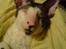 Cornish Rex Monty af Tokkeløkkehus DK