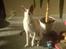 Cornish Rex Monty af Tokkeløkkehus DK