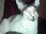 Cornish Rex Monty af Tokkeløkkehus DK