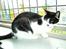 Huskat Molly - Molly indsnuser den friske luft fra haven