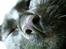 Huskat Thor - Close-up and personal with Thor
