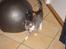 Huskat Feline - nu med kilinger