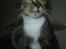 Huskat My Himmelkat ?? - My