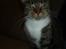 Huskat My Himmelkat ?? - Bare sur My