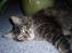 Maine Coon Charlis