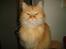 Maine Coon Missen - Er jeg ikke bare dejlig